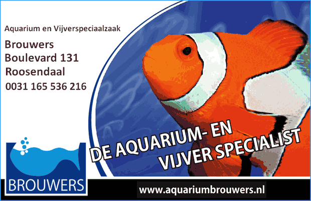 Aquarium Brouwers Roosendaal - Verkoop van Zeeaquarium - Zoetwater - Zoutwater - Vijver - Vissen