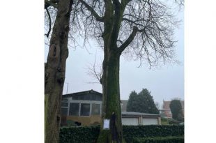 Gemeente velt zieke bomen aan begraafplaats centrum en in het Stoerwoud