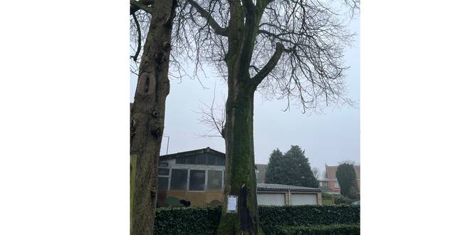 Gemeente velt zieke bomen aan begraafplaats centrum en in het Stoerwoud