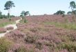 GroenRand ziet het Nationaal Park Kalmthoutse Heide niet als een noodzaak