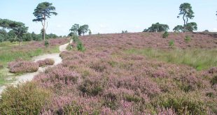 GroenRand ziet het Nationaal Park Kalmthoutse Heide niet als een noodzaak