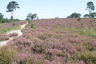 GroenRand ziet het Nationaal Park Kalmthoutse Heide niet als een noodzaak