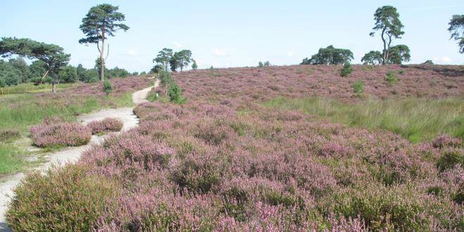 GroenRand ziet het Nationaal Park Kalmthoutse Heide niet als een noodzaak