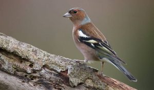 Resultaten Het Grote Vogelweekend aantal vogels blijft dalen 3