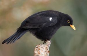 Resultaten Het Grote Vogelweekend aantal vogels blijft dalen 4