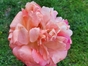 Ingrid Wubben vertelt over pioenrozen - Paeonia Coral Charm