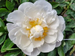 Paeonia Duchesse de Nemours