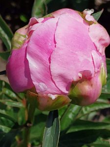 Sierteler Ingrid Wubben - Pioenroos Paeonia Jacorma