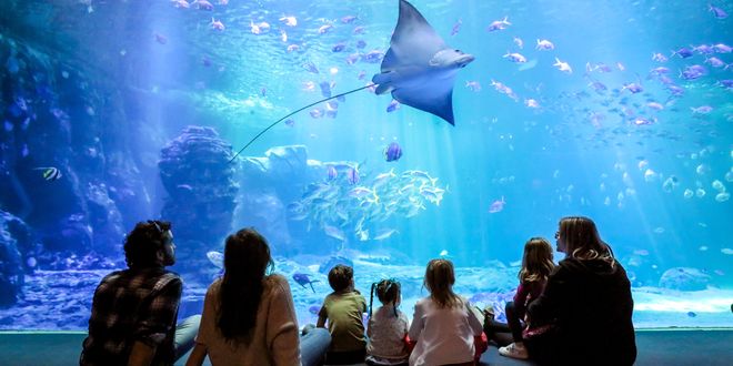 Nausicaa - Aquarium met honderden vissen en mantarog