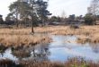 Geen reden meer om niet te starten met het Nationaal park Kalmthoutse Heide