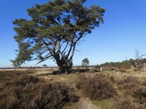 Geen reden meer om niet te starten met het Nationaal park Kalmthoutse Heide 2