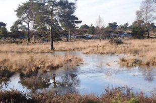 Geen reden meer om niet te starten met het Nationaal park Kalmthoutse Heide