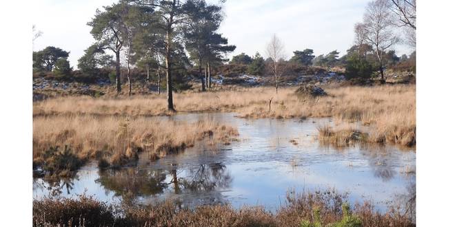 Geen reden meer om niet te starten met het Nationaal park Kalmthoutse Heide