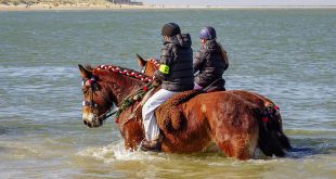 Schouwen Duiveland - Renesse - Paarden stroa