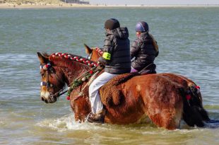 Schouwen Duiveland - Renesse - Paarden stroa