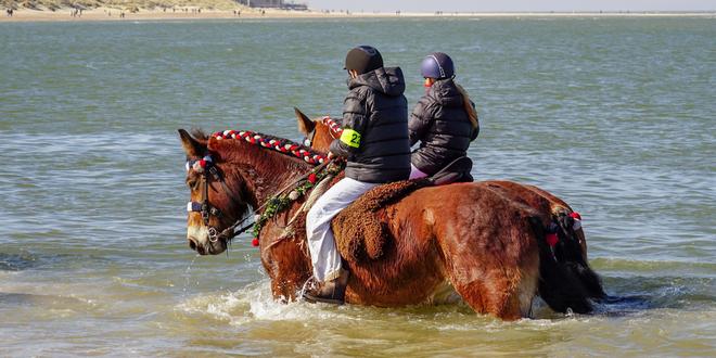 Schouwen Duiveland - Renesse - Paarden stroa